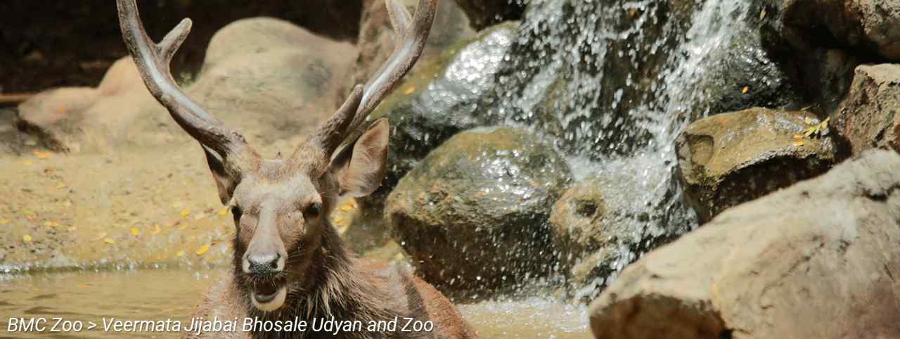 BMC Website > For Tourists > BMC Zoo